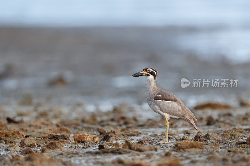 海鸟:成年滩粗膝(Esacus magnirostris)，又称滩石杓鹬。